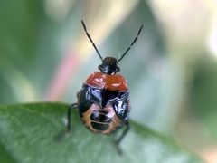 Supputius cincticeps