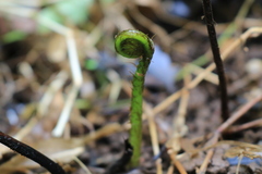 Amblovenatum terminans