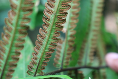 Amblovenatum terminans