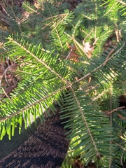Abies balsamea image