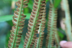 Amblovenatum terminans