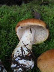 Cortinarius talimultiformis