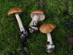 Cortinarius talimultiformis