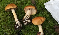 Cortinarius talimultiformis