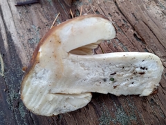 Russula occidentalis
