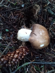 Russula occidentalis