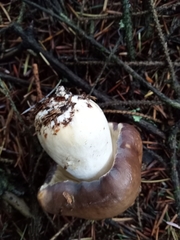Russula occidentalis