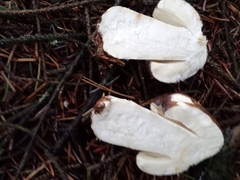 Russula occidentalis