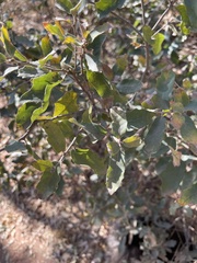 Quercus havardii