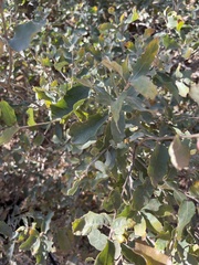 Quercus havardii