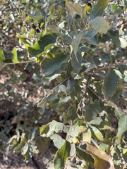 Quercus havardii