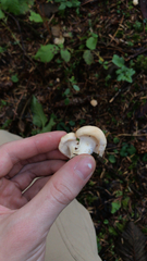 Hydnum olympicum