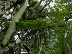 Selenicereus ocamponis