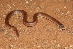 Brachyurophis australis