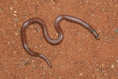 Brachyurophis australis