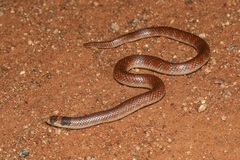 Brachyurophis australis