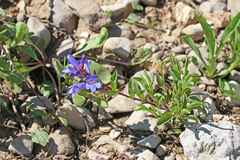 Penstemon leonardii