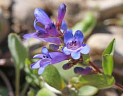 Penstemon leonardii