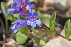 Penstemon leonardii