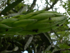 Selenicereus ocamponis