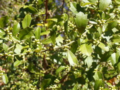 Baccharis glomeruliflora