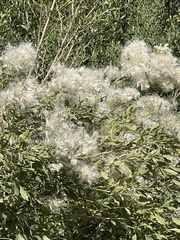 Baccharis halimifolia image