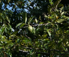 Annona glabra