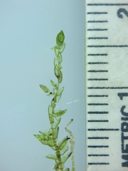 Sphagnum platyphyllum