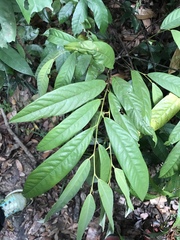 Fissistigma glaucescens