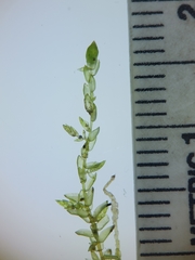 Sphagnum platyphyllum