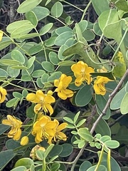 Senna bicapsularis