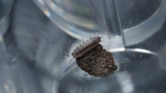Miktoniscus