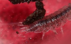 Miktoniscus