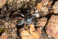 Habronestes bispinosus