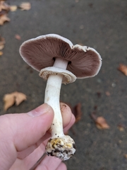 Agaricus californicus
