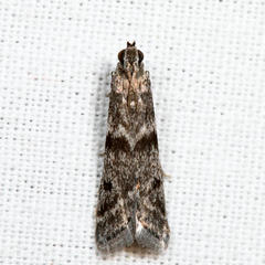 Homoeosoma stypticella