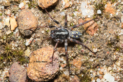 Habronestes bispinosus