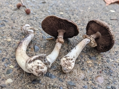 Agaricus californicus