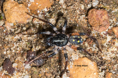 Habronestes bispinosus