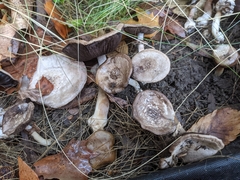 Agaricus californicus