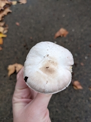 Agaricus californicus
