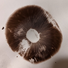 Agaricus californicus