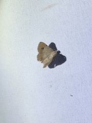 Frederickia flaviterminata