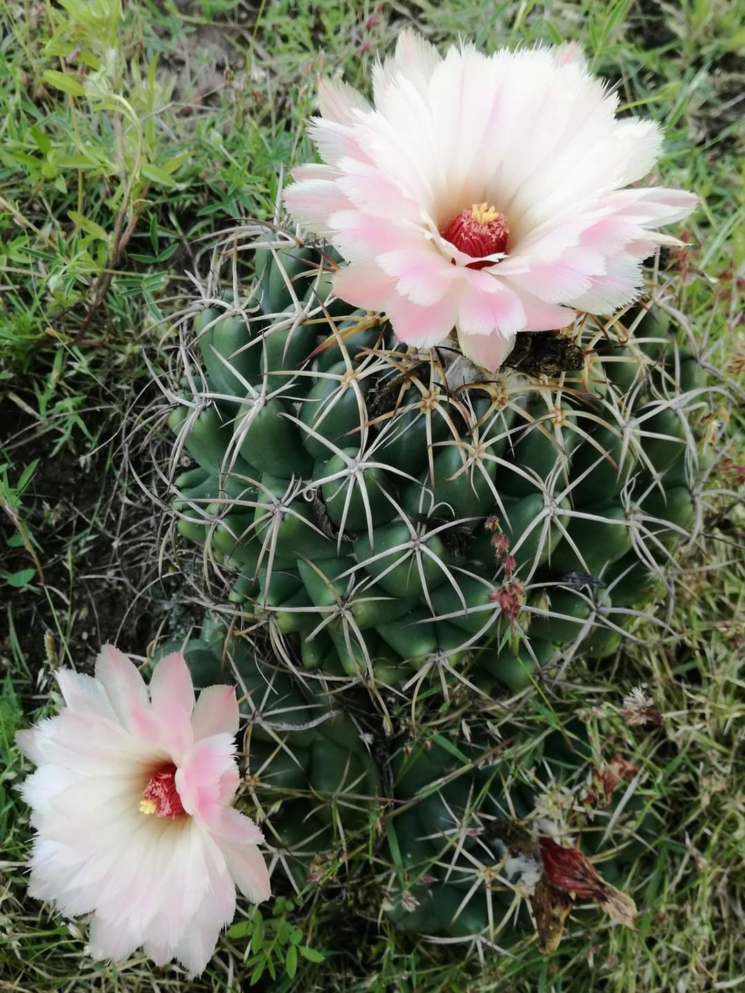 Coryphantha elephantidens ssp. elephantidens