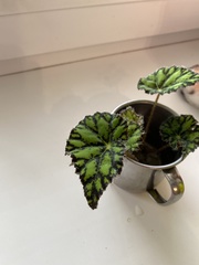 Begonia bowerae