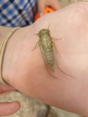 Birrima castanea