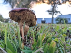 Hortiboletus rubellus image
