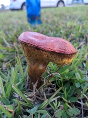Hortiboletus rubellus image