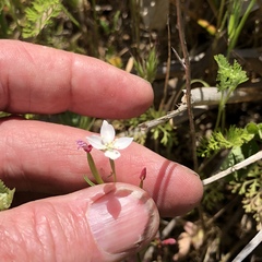 Clarkia epilobioides
