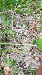 Allium drummondii